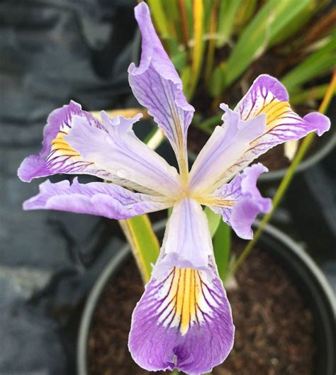 caraga iris|Douglas Iris, Iris douglasiana .